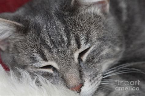 On our bengal cat facts page, we explain lots of different facts about us bengals which may help you if you want further information about the breed; Marble Gray Tabby Cat Photograph by Donna L Munro