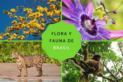 Flora Y Fauna De Brasil Biodiversidad Y Especies Emblemáticas Teleflor