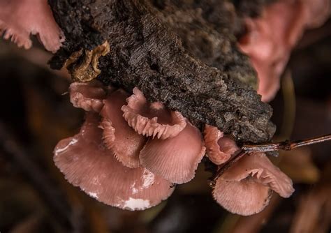 Fungus Pink Fungi Wet Log Rotting Australia Wild Forest Tree