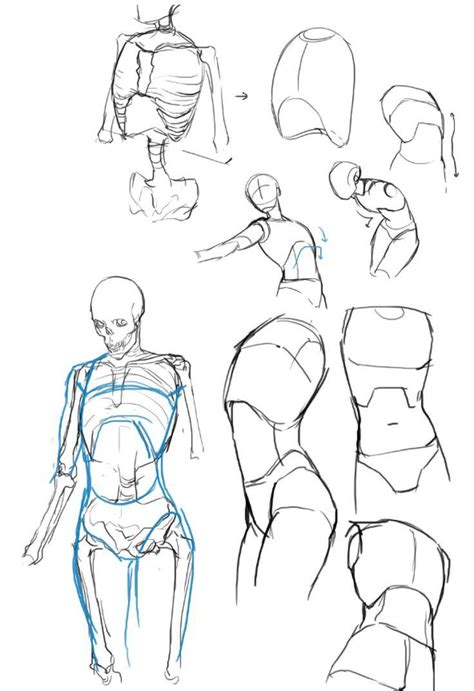 We did not find results for: Torso reference | Tutorial de dibujo de figuras, Dibujos ...