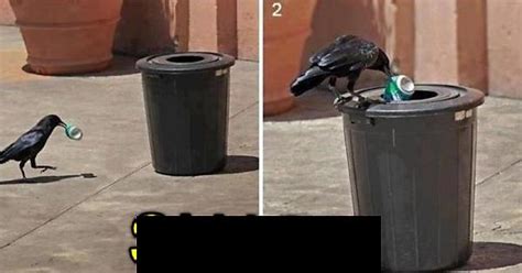 A Crow Throwing Away Trash Imgur