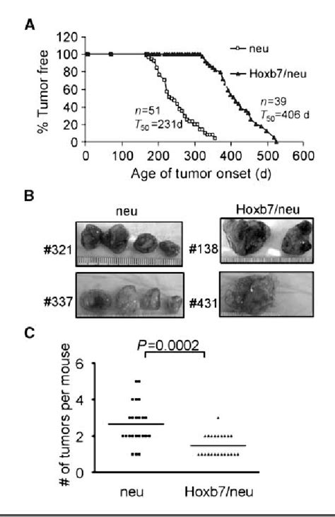Pdf Hoxb7 Inhibits Transgenic Her 2neu Induced Mouse Mammary Tumor