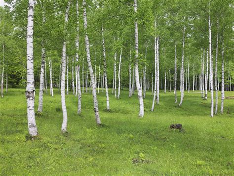 White Birch - What You Need to Know