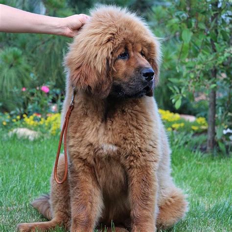 15 Amazing Facts About Tibetan Mastiffs You Probably Never Knew Page