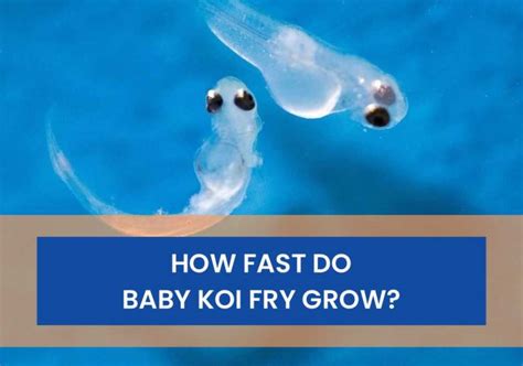 How Fast Do Baby Koi Fry Grow Koi Fry Growth Chart Small Fish Tank