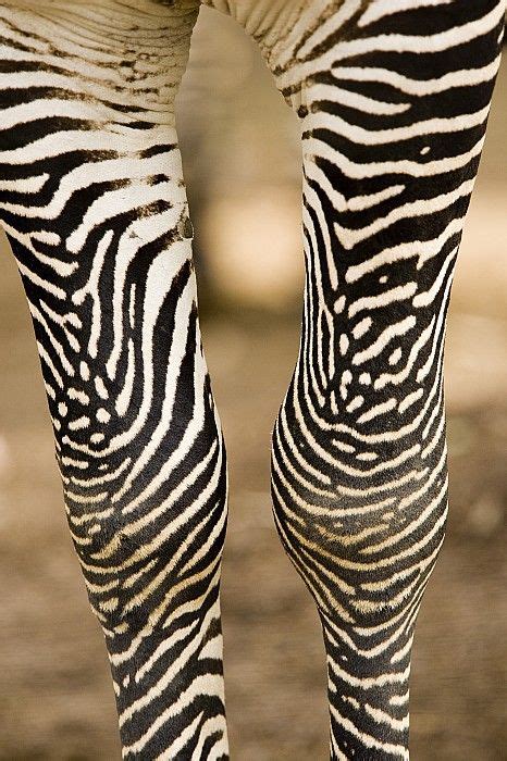 Zebra Legs Zebras Zebra Most Beautiful Animals