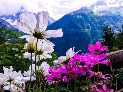 White And Pink Petaled Flower Field Photo Free Plant Image On Unsplash