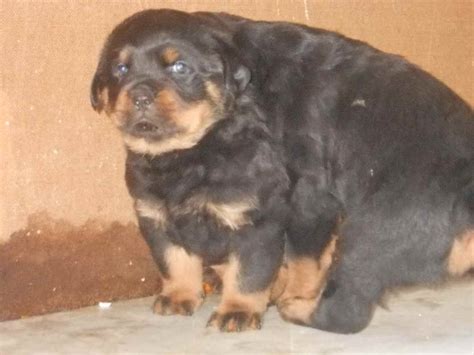 It can be very difficult to find free rottweiler puppies, but that doesn't mean it isn't doable. Free Rottweiler Puppies For Sale | PETSIDI