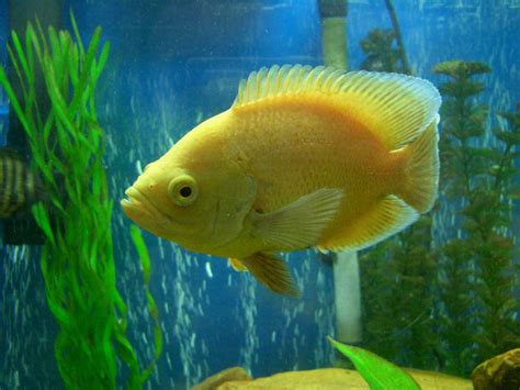 Are the different types of oscars different species? Albino Oscar (astronotus ocellatus) Photos ...