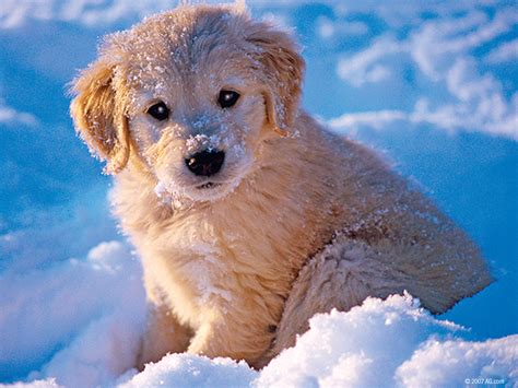 50 Dogs In The Snow Wallpapers Wallpapersafari