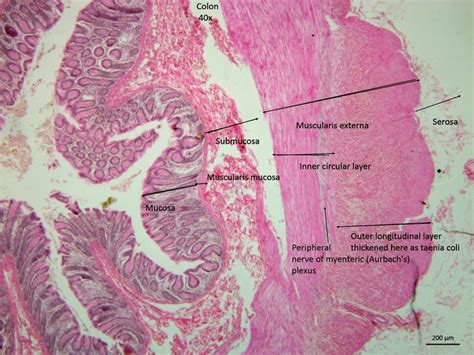 Colon Histology