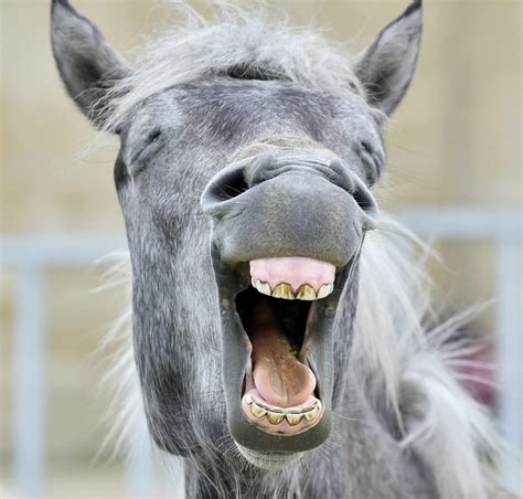 20 Horse Jokes To Make You Laugh