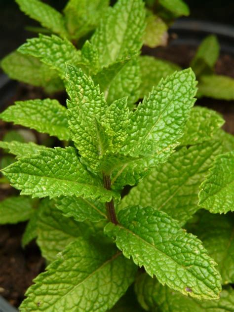 Free Images Leaf Flower Green Herb Leaves Medicinal Plant