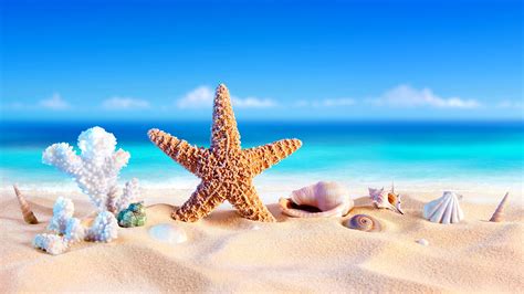 Desktop Wallpapers Sea Stars Sea Nature Sand Shells 2560x1440