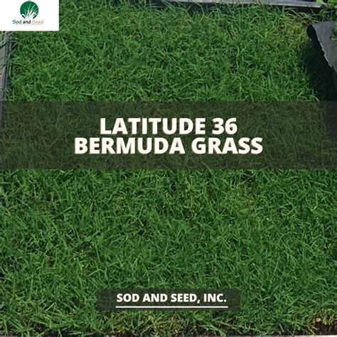 Latitude 36 Bermudagrass Sod Delivery Ratings And Pricing Sod And