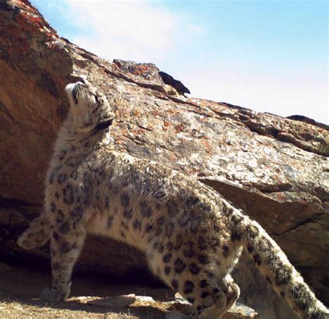 A Snow Leopard In Kyrgyzstans Sarychat Ertash Nature Reserve Where