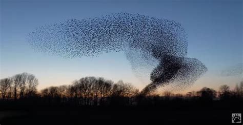 Starling Bird Murmuration Swarming Pattern Doesnt Even Look Real