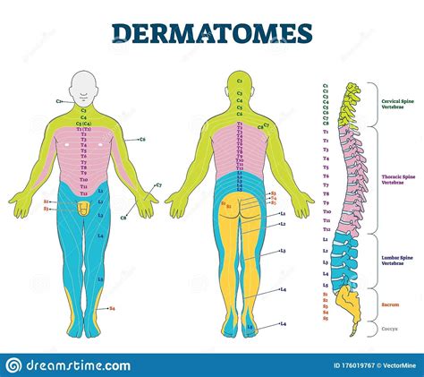 Dermatomes Vector Illustration Labeled Educational Anatomical Skin Parts Stock Vector