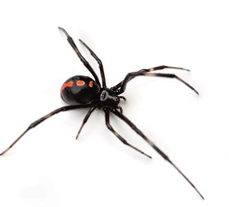 The spider species latrodectus mactans, commonly known as southern black widow, belongs to the genus latrodectus, in the family theridiidae. Florida's poisonous spiders. How to control spiders and pests