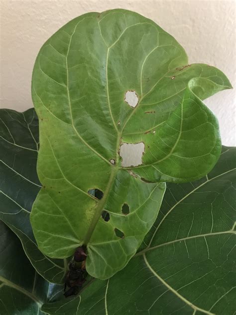 Be careful though, these beauties are toxic to both dogs and cats. Holes in my fiddle leaf fig! : houseplants