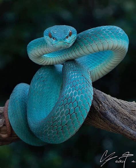 Our Planet Daily On Instagram Blue Magic The Fierce Blue Viper As