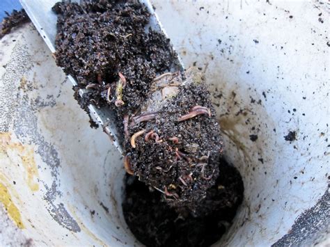 Worm Bins Vs Worm Towers Vermicomposting Explained Vermicomposting