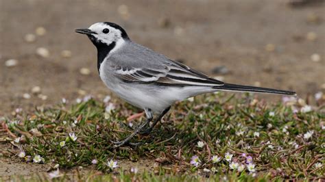 Focus On White Wagtail Birdguides