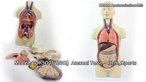 Enovo 12013medical Dual Sex 85cm 27 Parts Torso Model With Opened Back