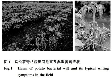 马铃薯抗青枯病育种研究进展参考网