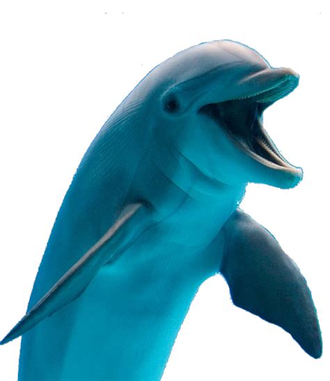 Dolphin Clip Art Dolphin Png Download 500578 Free Transparent