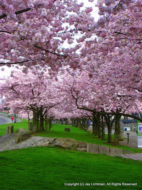 Blooming Cherry Trees On Portland Waterfront Park A