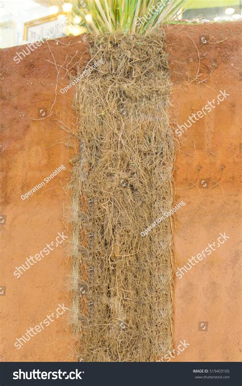 The Roots Of Vetiver Stock Photo 519403105 Shutterstock