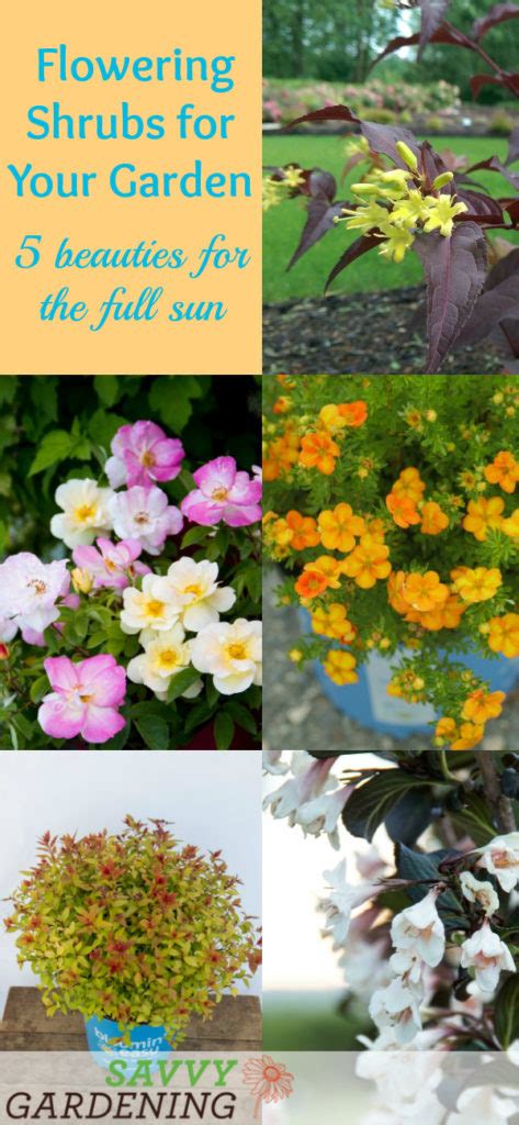 This type of shrub requires full sun to shade almost full. Flowering shrubs for your garden: 5 beauties for full sun