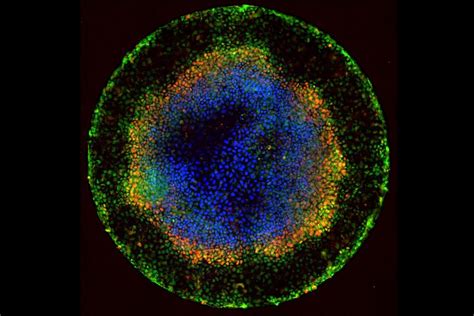 Inside Life Science Stem Cells Do Geometry Nigms Live Science