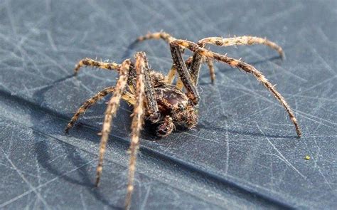 Blog Who Else In San Antonio Wants To Keep Spiders Out Of Their Home