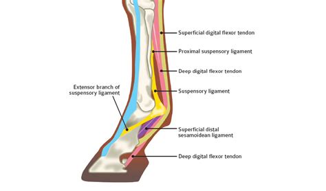 Tendons And Ligaments In Foot And Leg Lower Extremities Ch 8