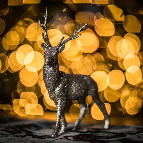 Christmas Reindeer Free Stock Photo Public Domain Pictures