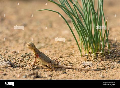 Gobi Desert Plants And Animals