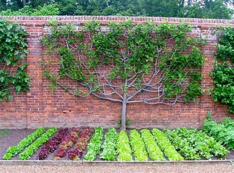 Espalier Fruit Trees Combined With A Vegetable Garden Design Perhaps