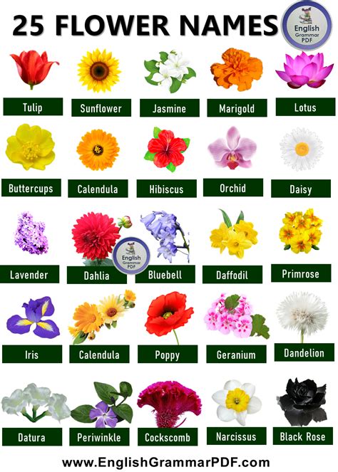 Top 40 List Of Flowers Name In English With Pictures 55 Off
