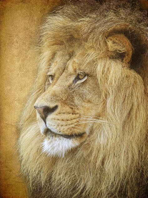 Adult Male Lion Photograph By Steve Mckinzie Fine Art America