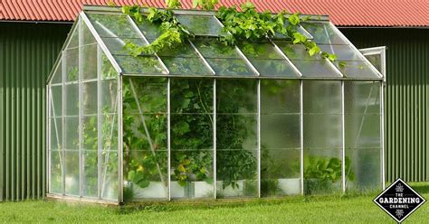 Best Plants To Grow In Greenhouse