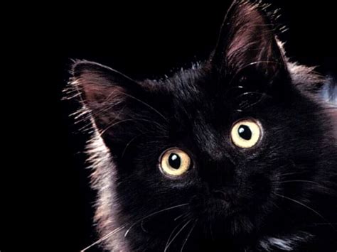 45 Black Cats Wallpapers