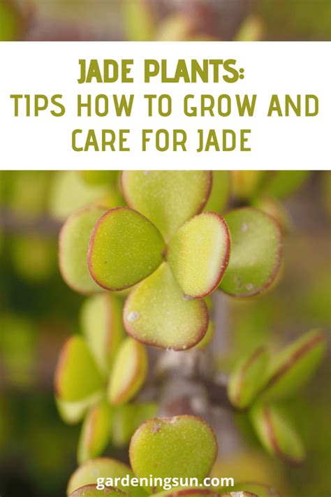 Jade Plants Tips How To Grow And Care For Jade Gardening Sun