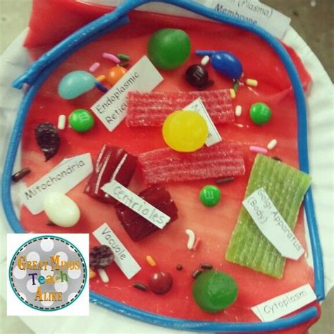 Check spelling or type a new query. 2D Edible Animal Cell Model | Edible animal cell, Animal ...