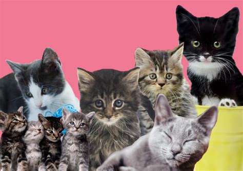 8 Scientifically Proven Reasons Why Having A Cat Is Good For You