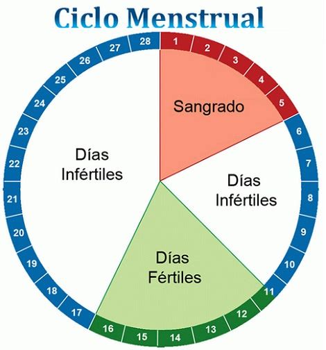 El Ciclo Menstrual Femenino Ovulación Y Días Fértiles Consultorio De