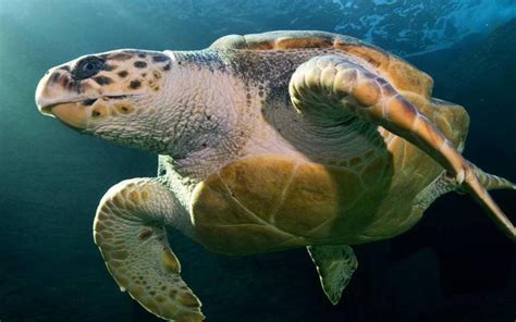 What Is The Largest Sea Turtle Ever Recorded