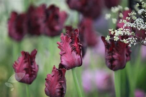 Buy Parrot Tulip Bulbs Tulipa Black Parrot £399 Delivery By Crocus
