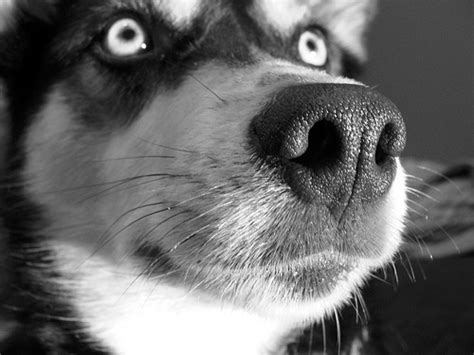 Educating pet parents & promoting the triad of care. Dr. Wiltzius Shares Canine Bone Cancer Diagnosis, Staging ...